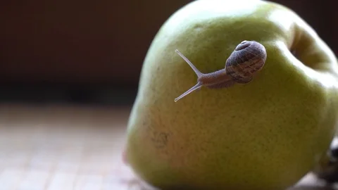 Snail crawls over the tree trunk and green pear, cute animal, film background Stock Footage 89579444