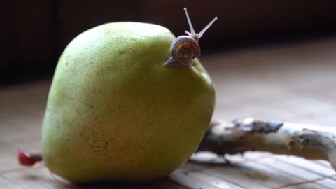 Snail crawls over the tree trunk and green pear, cute animal, film background Stock Footage 89579491