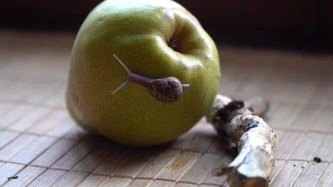 Snail crawls over the tree trunk and green pear, cute animal, film background Stock Footage 89579546