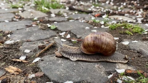 A snail crawls on the pavement in the park. Stock Footage 229918312