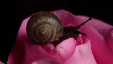 A Snail crawls on a pink rose Video stock 82310570