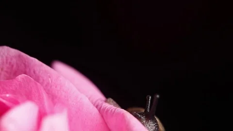 A Snail crawls on a pink rose Video stock 82310641
