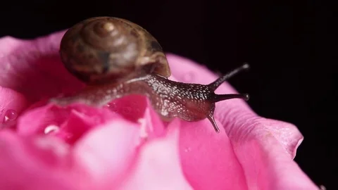 A Snail crawls on a pink rose Video stock 82311460
