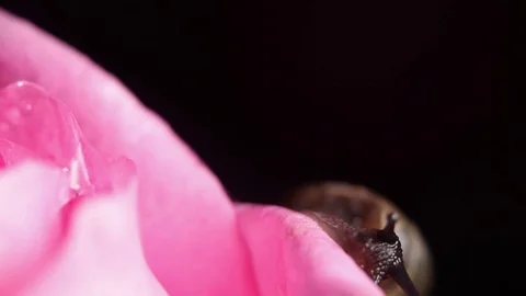 A Snail crawls on a pink rose Video stock 82311809