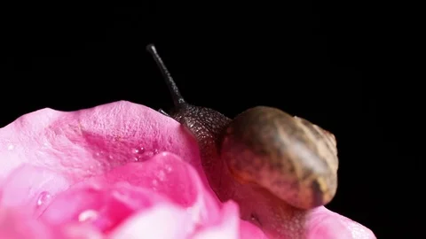 A Snail crawls on a pink rose Stock Footage 82326731