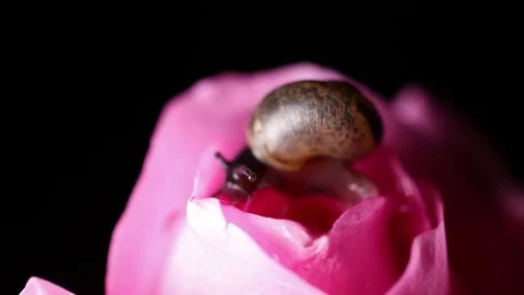 A Snail crawls on a pink rose Video stock 82328281