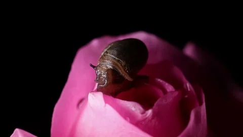 A Snail crawls on a pink rose Video stock 82329369