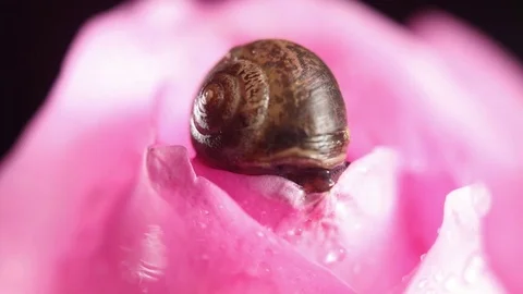 A Snail crawls on a pink rose Video stock 82331095