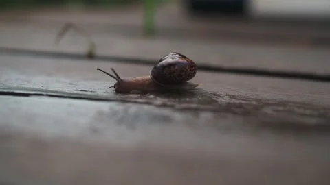 The snail crawls quickly. a high-speed race. nature Stock Footage 166915172