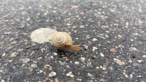 The snail crawls on the sand under the sun. on the background of a tree, macro Stock Footage 240874379