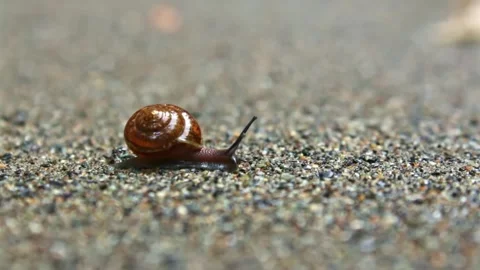 The snail crawls on the sand under the sun on the background of a lake Stock Footage 243751882