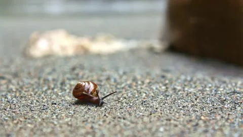 The snail crawls on the sand under the sun Video stock 243757993