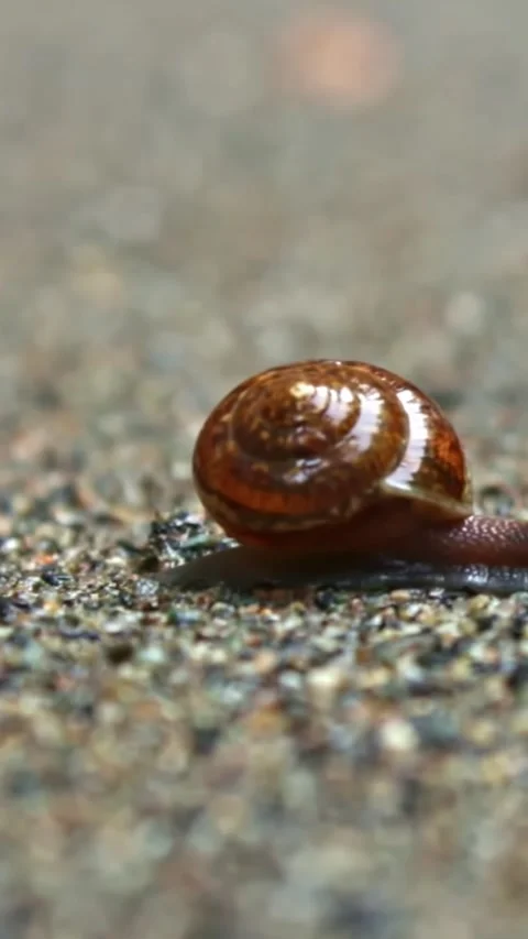 The snail crawls on the sand under the sun on the background of a lake Stock Footage 244069727