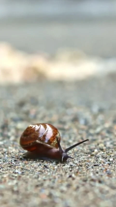 The snail crawls on the sand under the sun on the background of a lake Stock Footage 244071456