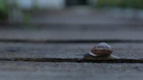 The Snail Crawls Slime Stock Footage 95400865