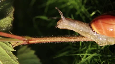 The snail crawls up the stem of the plant. Macro. Stock Footage 248821898