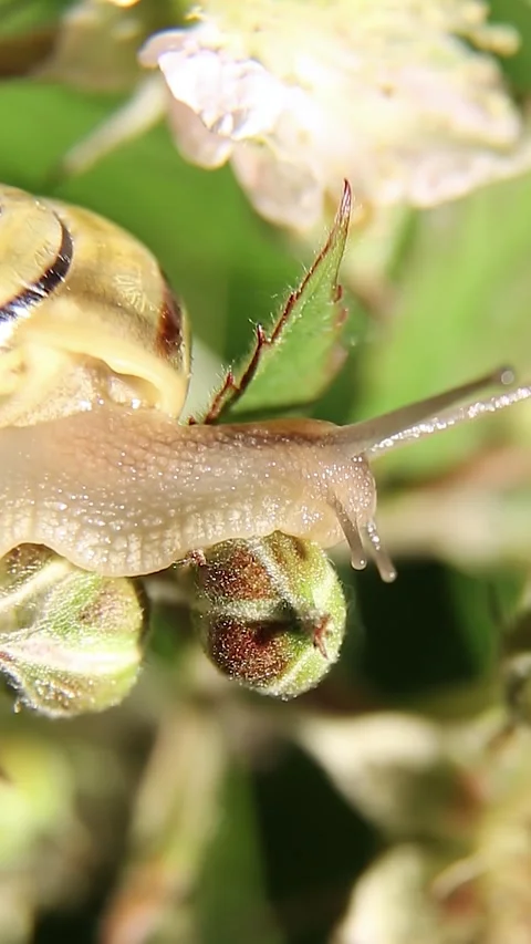 The snail crawls through the buds. The snail is moving slowly. Video stock 244346377
