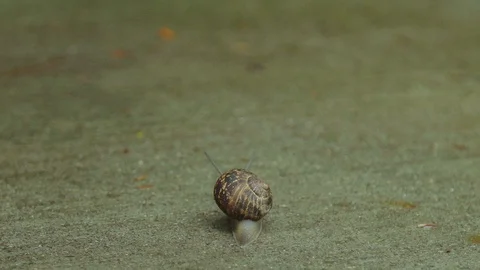 Snail Crawls Up Through Frame on Concrete Sidewalk 動画素材 107235868