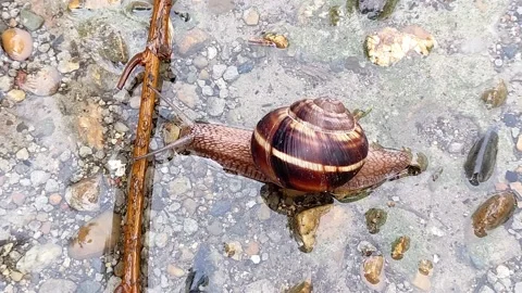Snail crawls through a puddle after the rain and climbs over a stick Video stock 157394119
