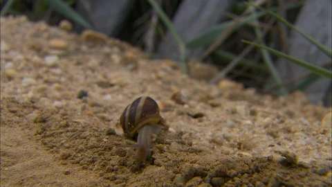 Snail crawls through sand 스톡 동영상 87762579