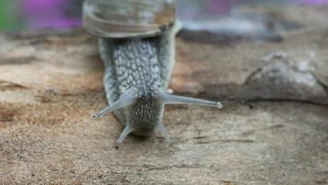The snail crawls through the tree directly at the viewer Stock Footage 166834897