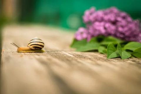 A snail crawls on a tree against a background of purple lilac Stock Photos