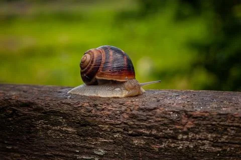A snail crawls on a tree against a background of greenery Stock Photos