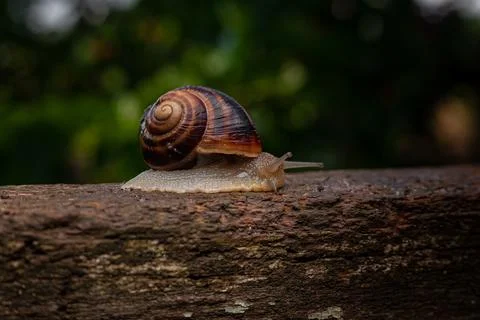 A snail crawls on a tree against a background of greenery Stock Photos
