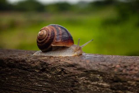 A snail crawls on a tree against a background of greenery Stock Photos