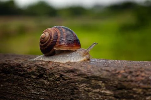 A snail crawls on a tree against a background of greenery Stock-Fotos