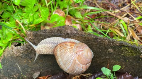 The snail crawls on the tree and does not fall. Stock Footage 155384523