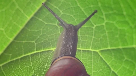 A snail crawls up a tree leaf. Slowly crawling snail close-up. asmr Stock Footage 154654128