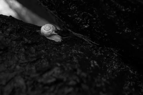A snail crawls on a tree trunk Stock Photos