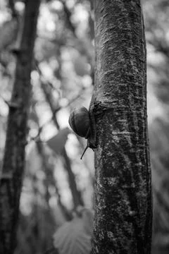 A snail crawls on a tree trunk Stock Photos