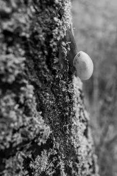 A snail crawls on a tree trunk Stock Photos