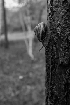 A snail crawls on a tree trunk 스톡 사진