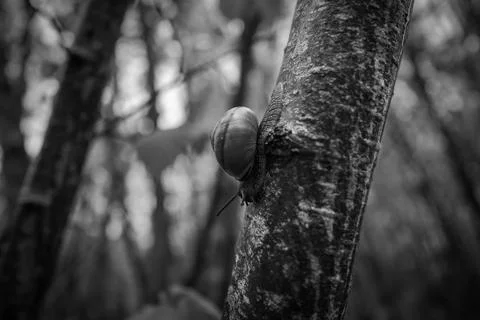 A snail crawls on a tree trunk Stock Photos