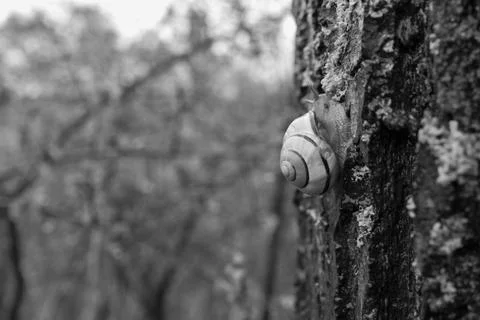A snail crawls on a tree trunk Stock Photos