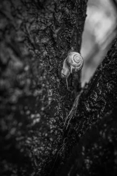 A snail crawls on a tree trunk Stock Photos