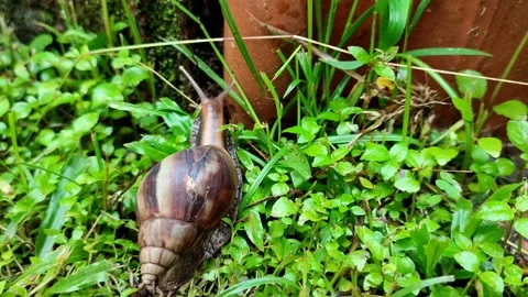 A snail crawls to wall Stock Footage 224335412