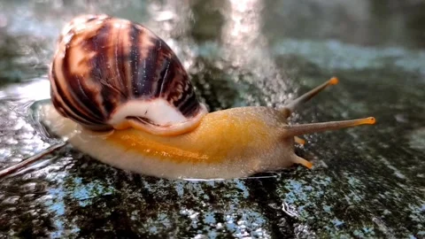 Snail crawls on the wet area Stock Footage 220817213