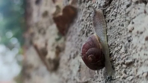A Snail Crawls on a Wet Stone After Rain.  Stock Footage 223666221