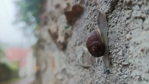 A Snail Crawls on a Wet Stone After Rain. A Snail Crawls. Stock Footage 223666313