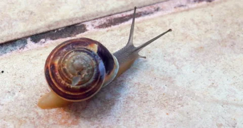 Snail crawls on yard in summer 库存影片 220547590