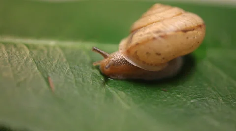 Snail with crazy eyes Vidéo 34779797