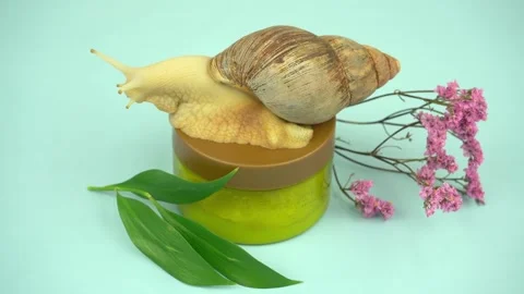 A snail on cream jar, looking at camera. Skin care, Achatin mucus and collagen. Stock Footage 162025628