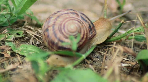 The snail creep on grass Video stock 51579800