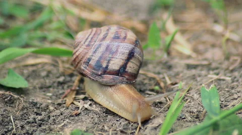 The snail creep on grass Video stock 51589840