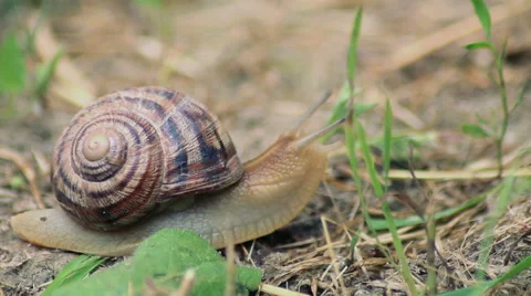 The snail creep on grass Video stock 51599095