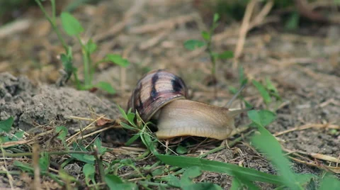 The snail creep on grass Stock Footage 51606645